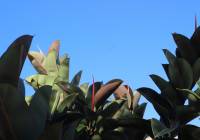 Venta - Villa - Monforte del Cid - Montecid