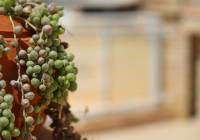 Venta - Villa - Monforte del Cid - Montecid