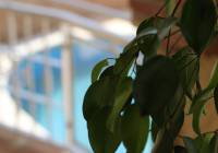 Venta - Villa - Monforte del Cid - Montecid