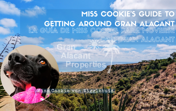 ​Miss Cookie’s Guide to Getting Around Gran Alacant (When You Don’t Have Four Legs)