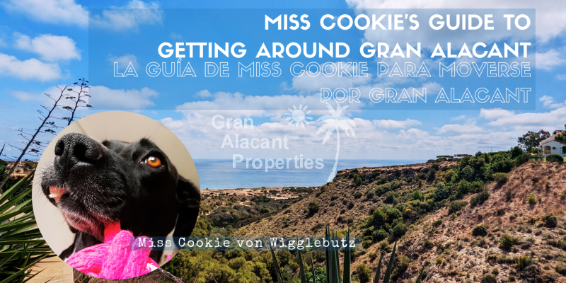 Miss Cookie’s Guide to Getting Around Gran Alacant (When You Don’t Have Four Legs) Miss Cookie’s Guide to Getting Around Gran Alacant (When You Don’t Have Four Legs)